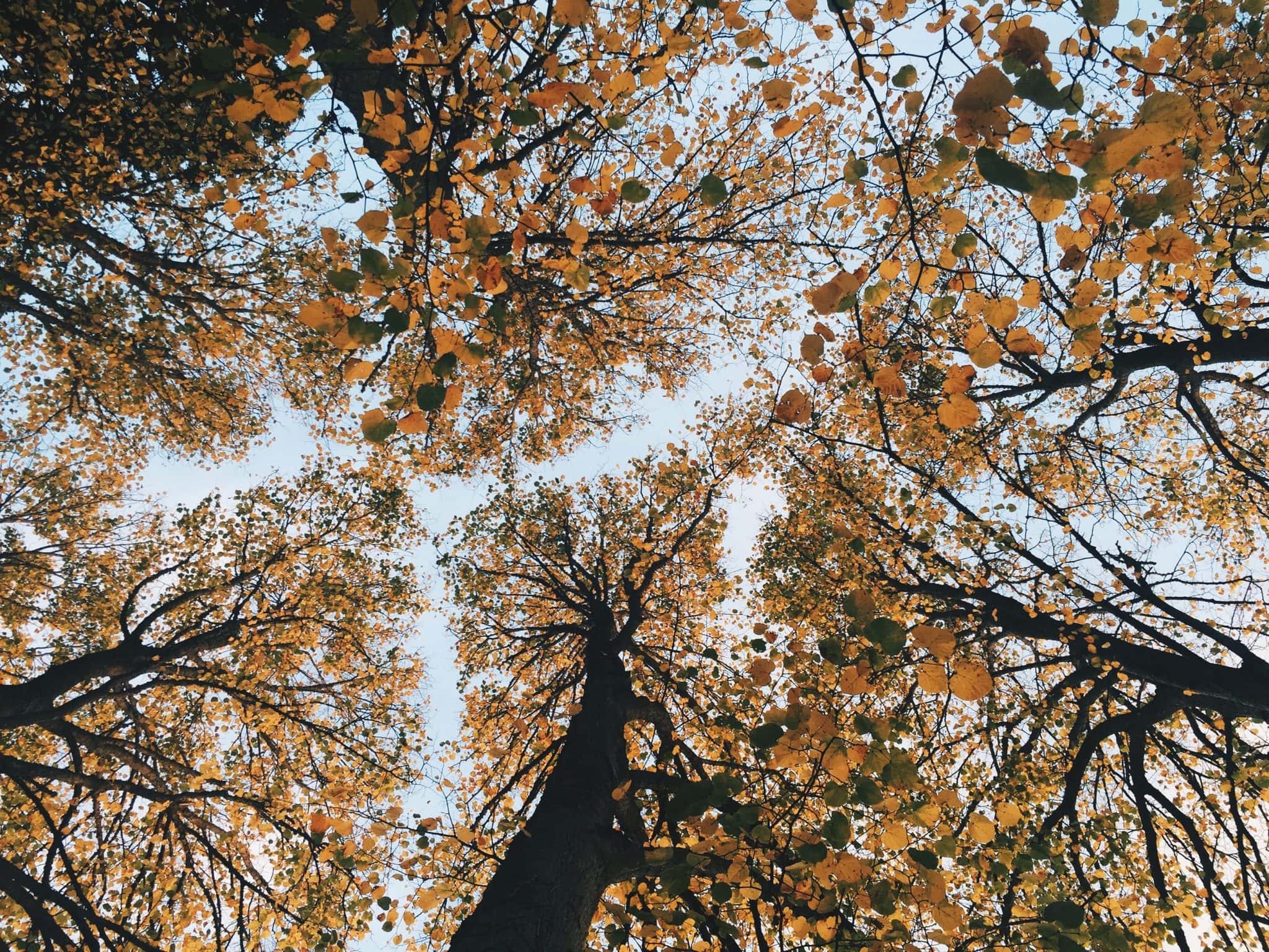 Nested Living Declares A Climate Emergency - Nested Living